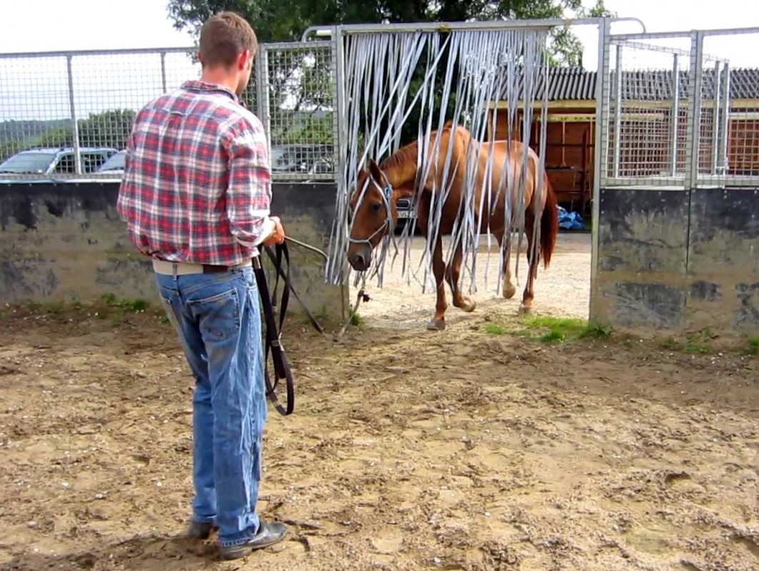 My Safe Cobs Course GRASS ROOTS HORSEMANSHIP 