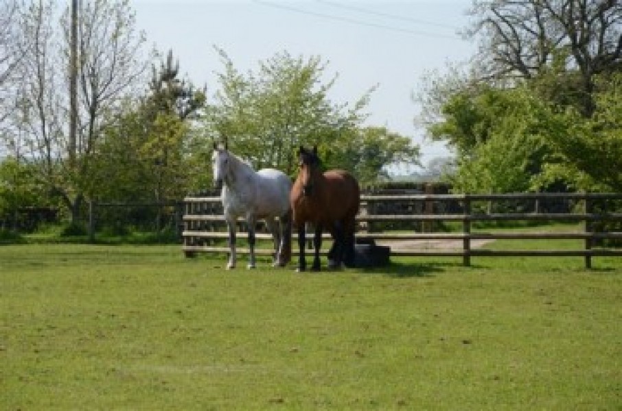 DOUGAL AND MELDA